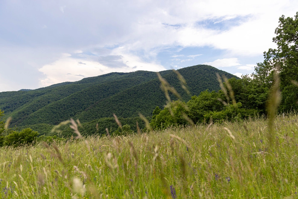 Forest Harmony Package Zagorje
